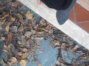 Video amateur de LenaLove